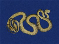 大頭蛇藏品圖，第6張